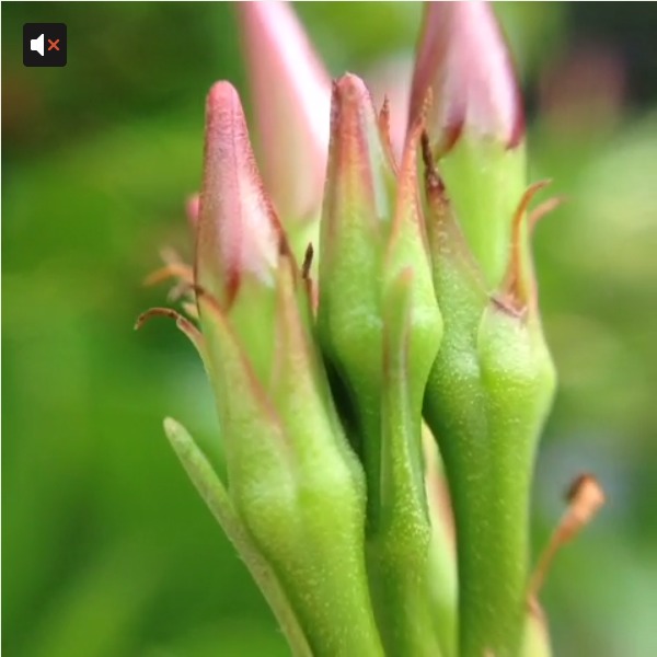 Pretty Flower buds