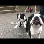 Boston Terrier excitement