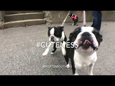 Boston Terrier excitement Boston Terrier excitement